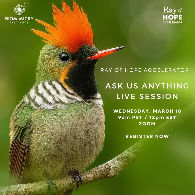 Cover Image for Ray of Hope Accelerator | Ask Us Anything Session