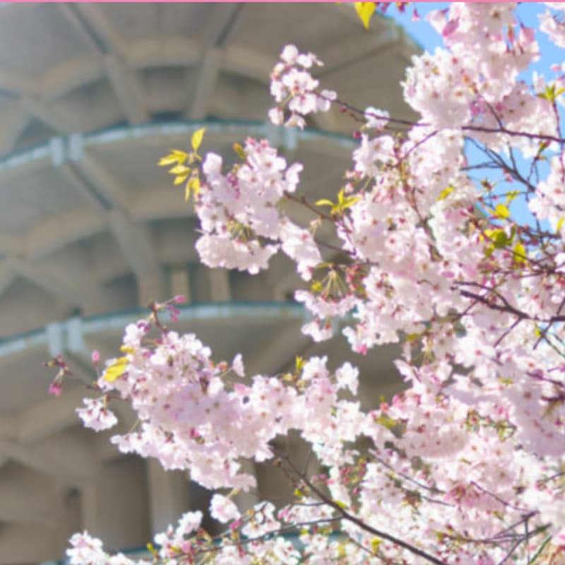 Cover Image for Signature Gathering at San Francisco Cherry Blossom Festival