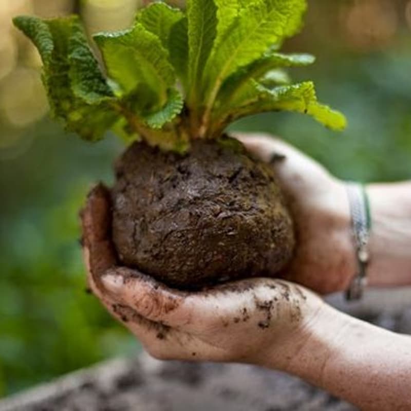 Cover Image for Crea tu propia Kokedama 🌱