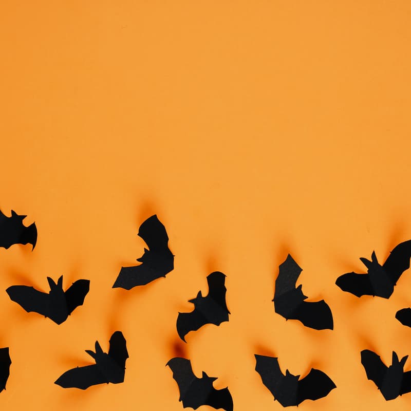 Cover Image for Books for Bats π¦π | Silent Book Club Melbourne Fundraiser