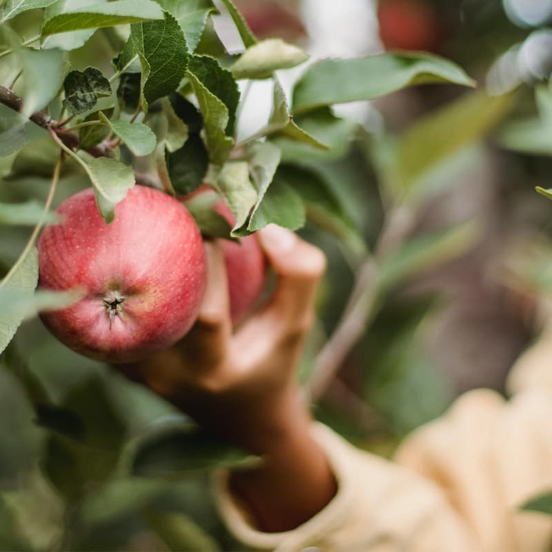Cover Image for 🍂Apple Picking in Julian, CA 🍎🧺