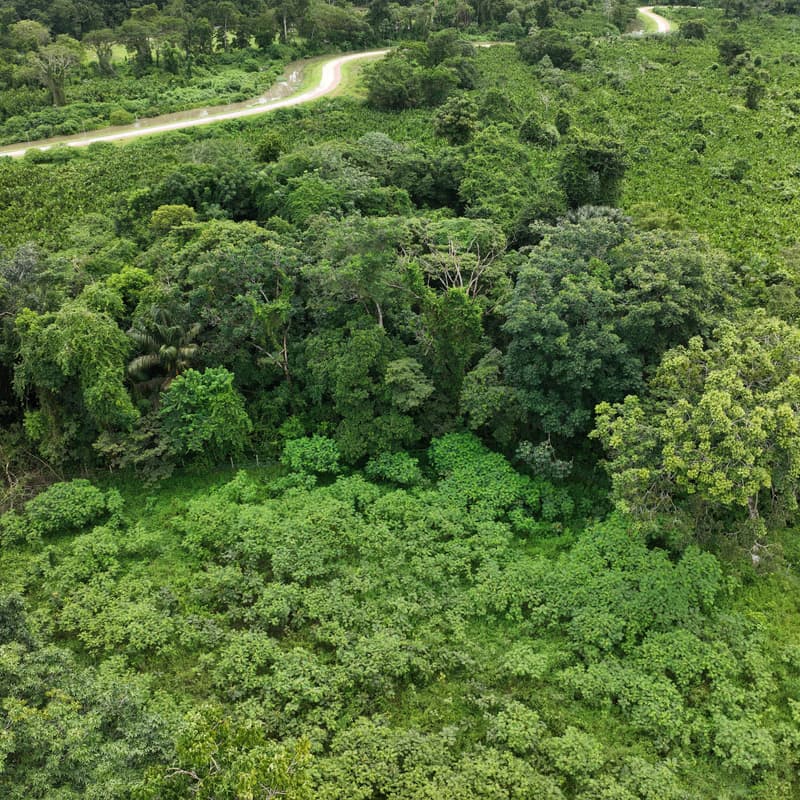 Cover Image for Visita ao campo de restauração MORFO - Bioeconomy Amazon Summit (13.05)
