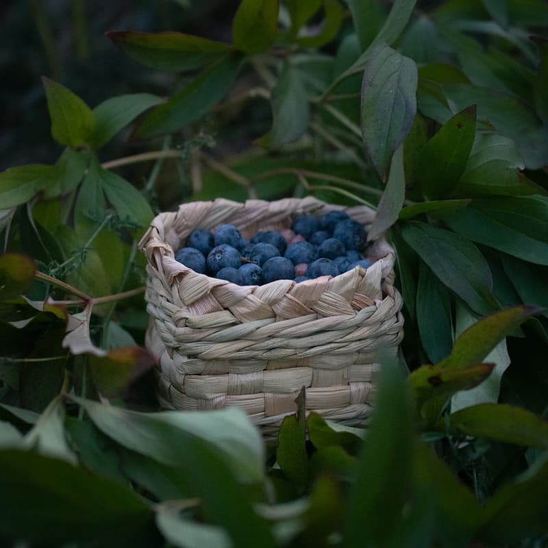 Cover Image for Cattail Berry Basket