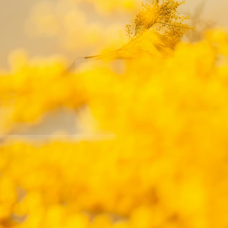 Cover Image for Creative Showcase: Fall Forum