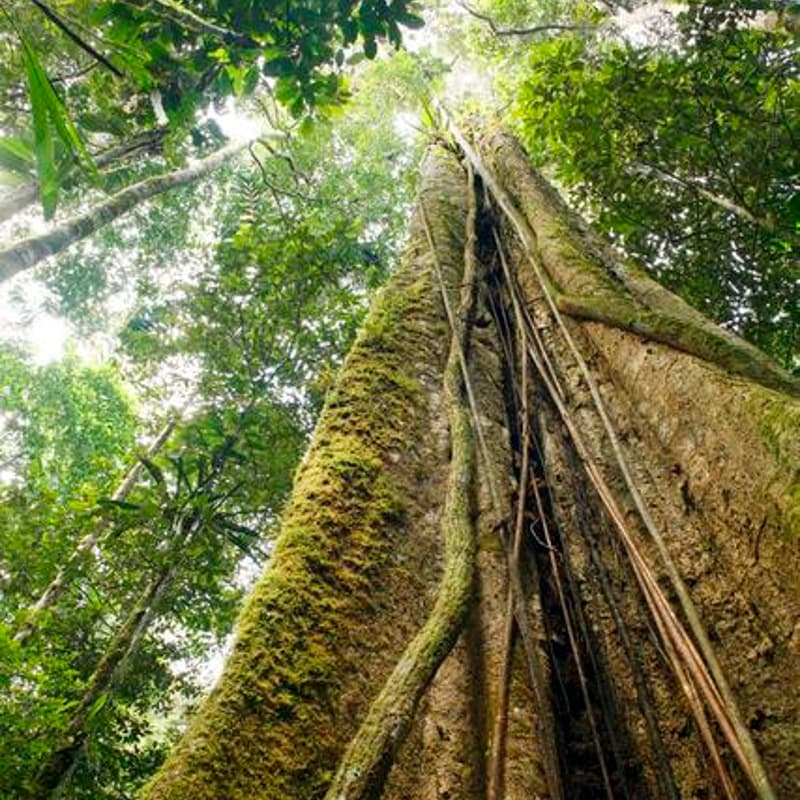 Cover Image for Creativity, Conservation, and The Power of Storytelling