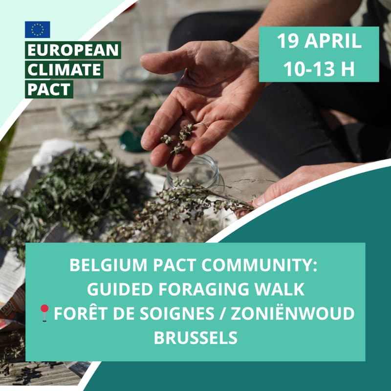 Cover Image for Guided Foraging Walk for the Belgian Climate Pact📍 Sonian Forest, Brussels