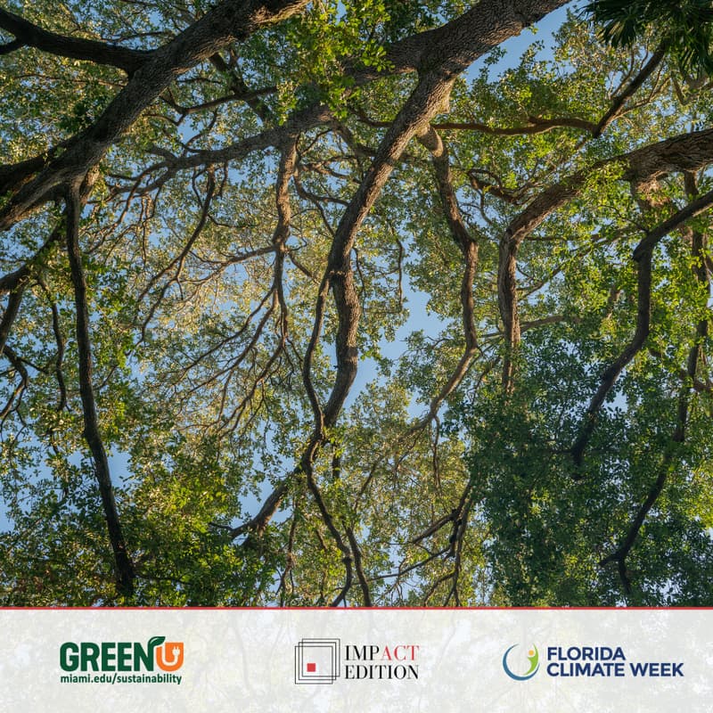 Cover Image for Rooted in Resistance: Live Reading Picnic Under the Trees