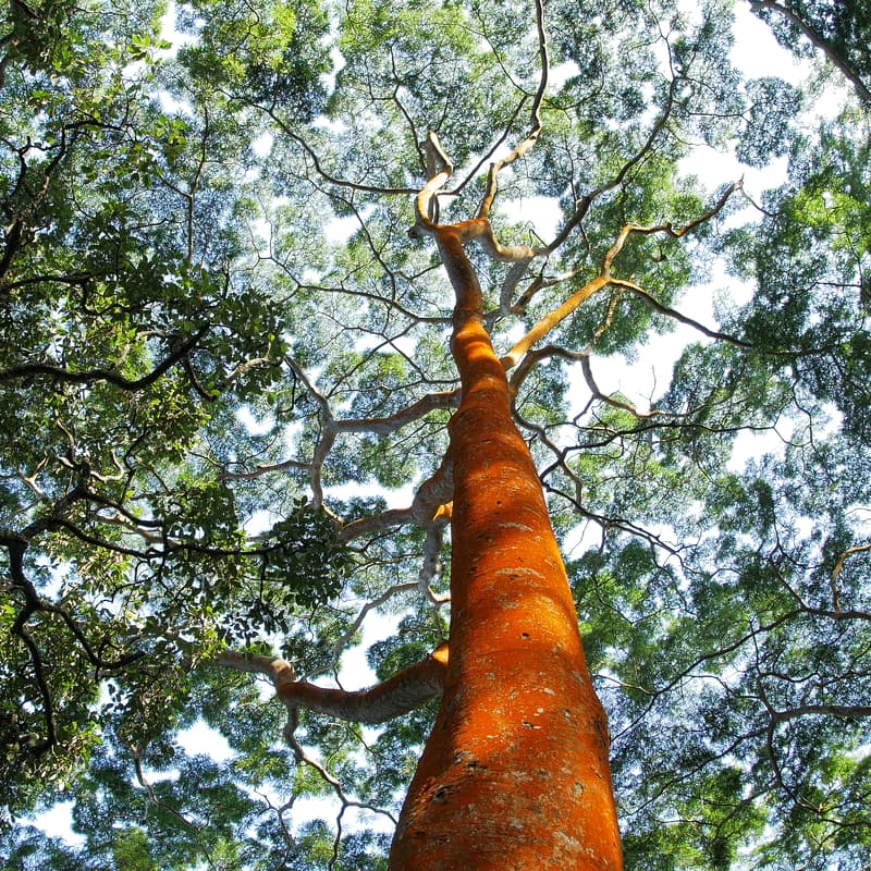 Cover Image for Canopies & Communities With the Jane Goodall Institute & Casey Trees