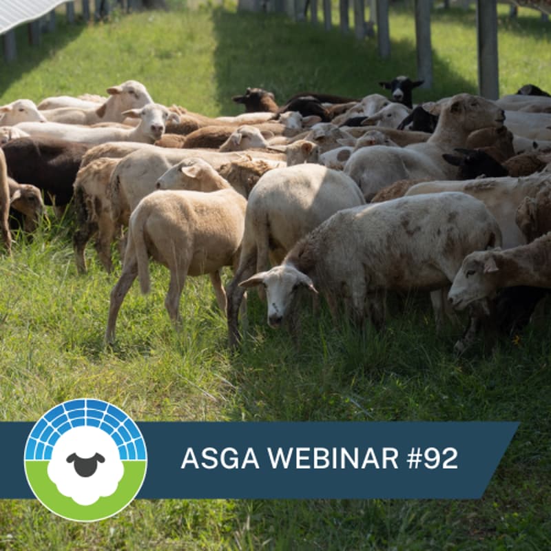 Cover Image for ASGA Call 92: Solar Grazing Improves Soil Health, Pasture Quality, and Site Sustainability (NYSERDA - ASGA Study)