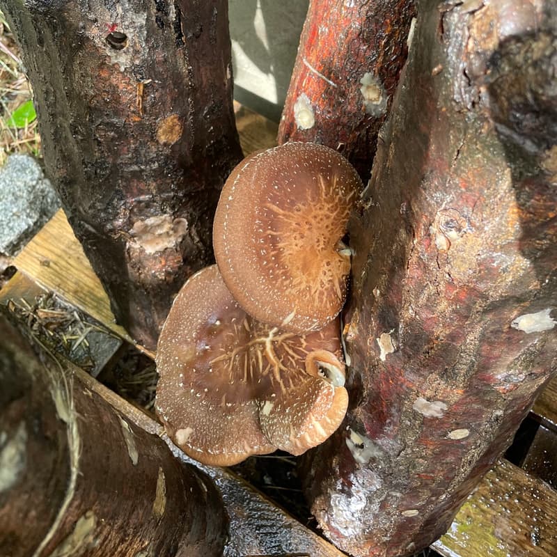 Cover Image for Workshop: Prepare and Take Home Your Own Shitake Culture – Log Inoculation Step by Step