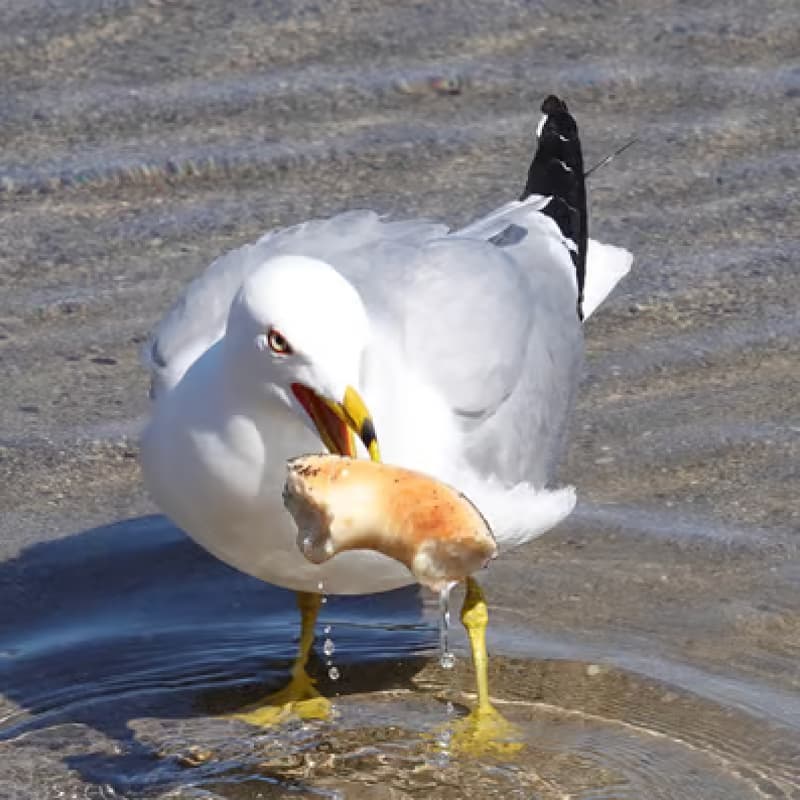 Cover Image for Birding & Bagels Bonanza!! π¦π¦π¦ββ¬