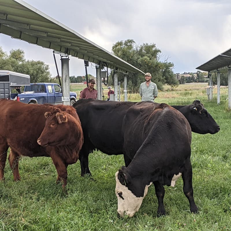 Cover Image for Agriculture within Solar Arrays - Climate Resiliency + Land Optimization
