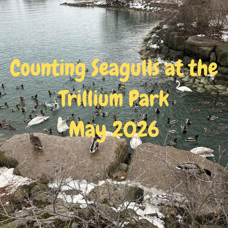 Cover Image for Counting Seagulls at the Trillium Park, again