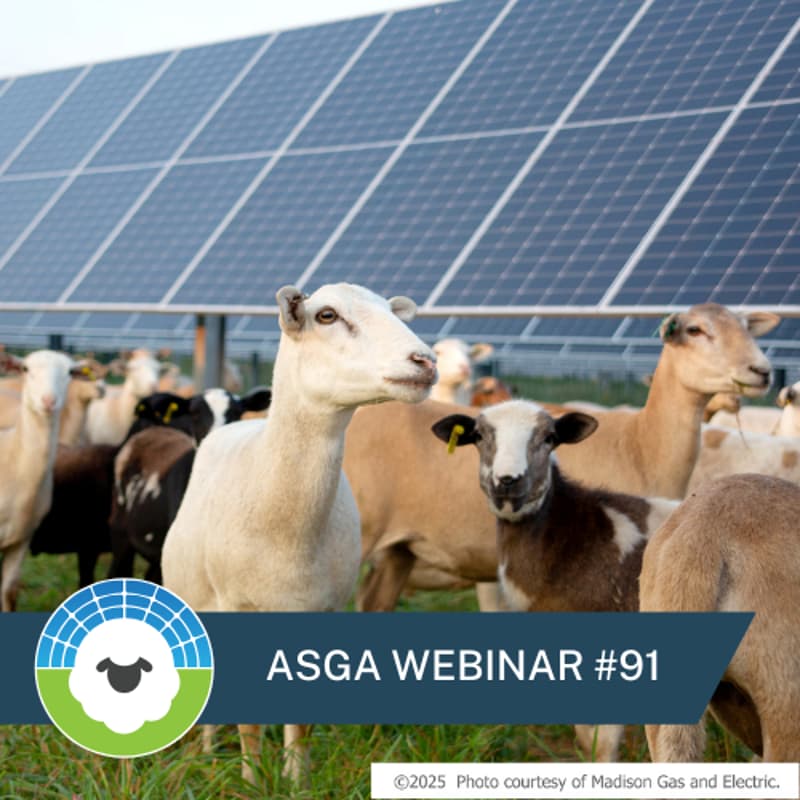 Cover Image for ASGA Call 91 - It's Badgervoltaics Time: Update on Wisconsin Agrivoltaics