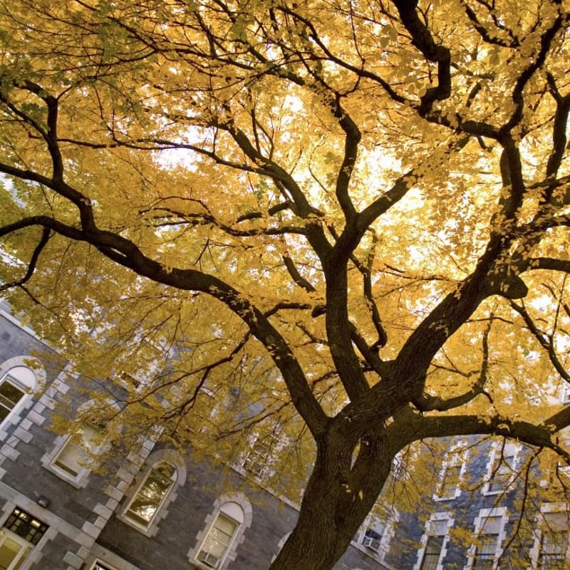 Cover Image for Arbor Day at Fordham University