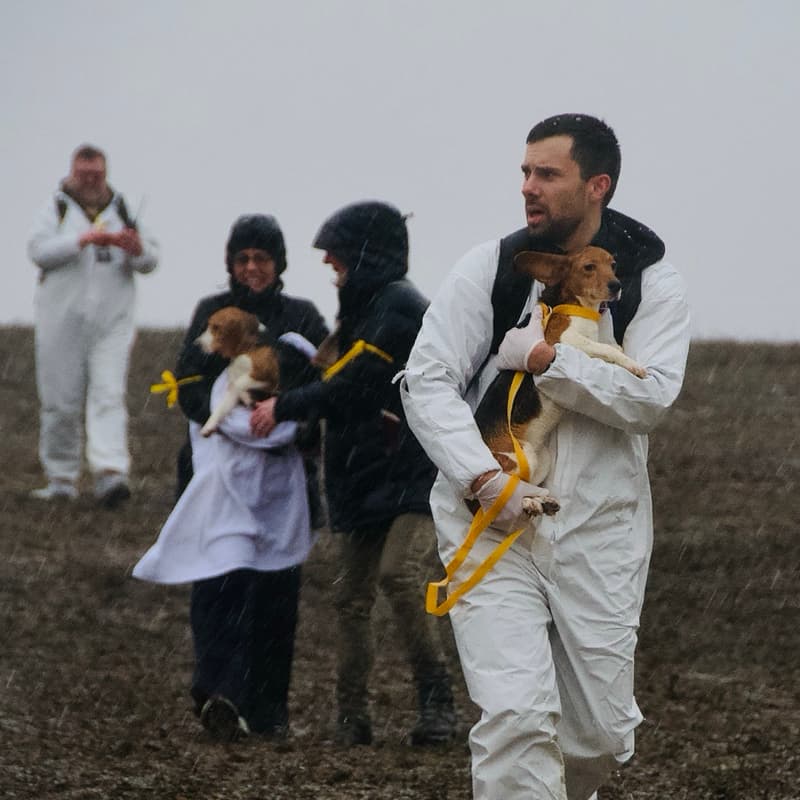 Cover Image for A Utilitarian Case for Breaking Into Labs to Rescue Puppies from Abuse