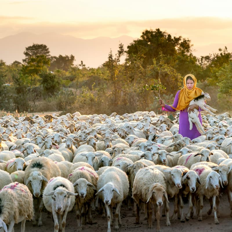 Cover Image for A Conversation on Mission and Purpose