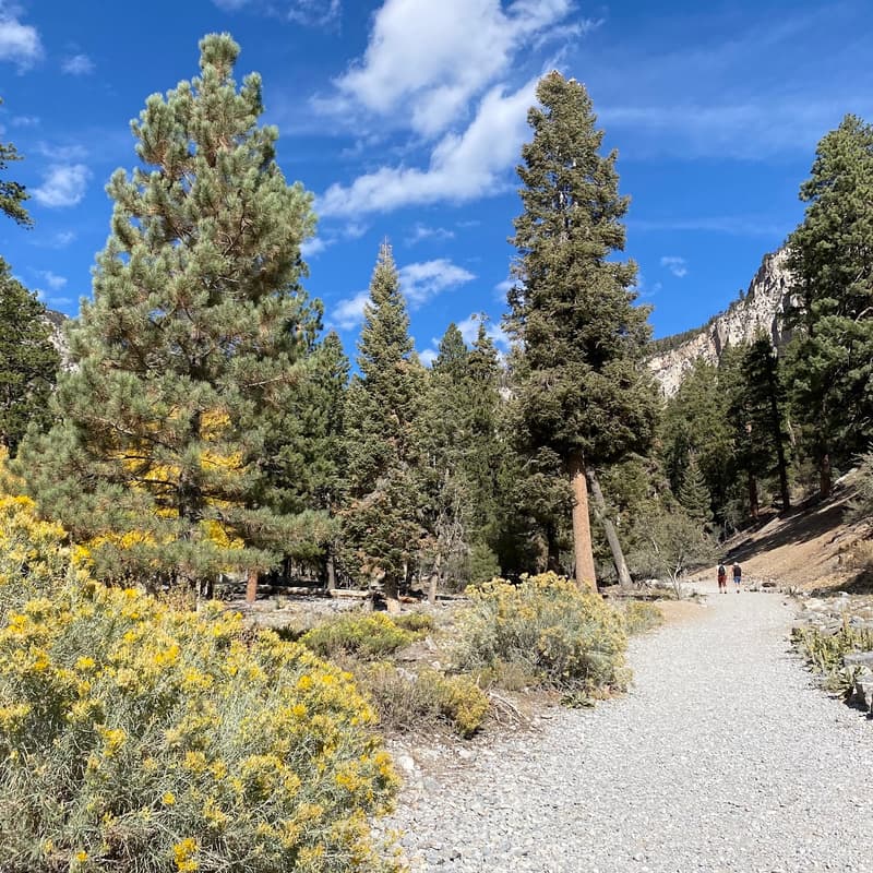 Cover Image for Get Outside! at McWilliams Campground, NV