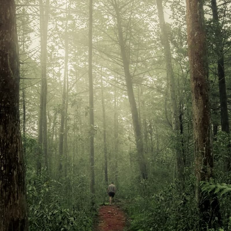 Cover Image for Foggy Forest Hike @ Parque Arvi