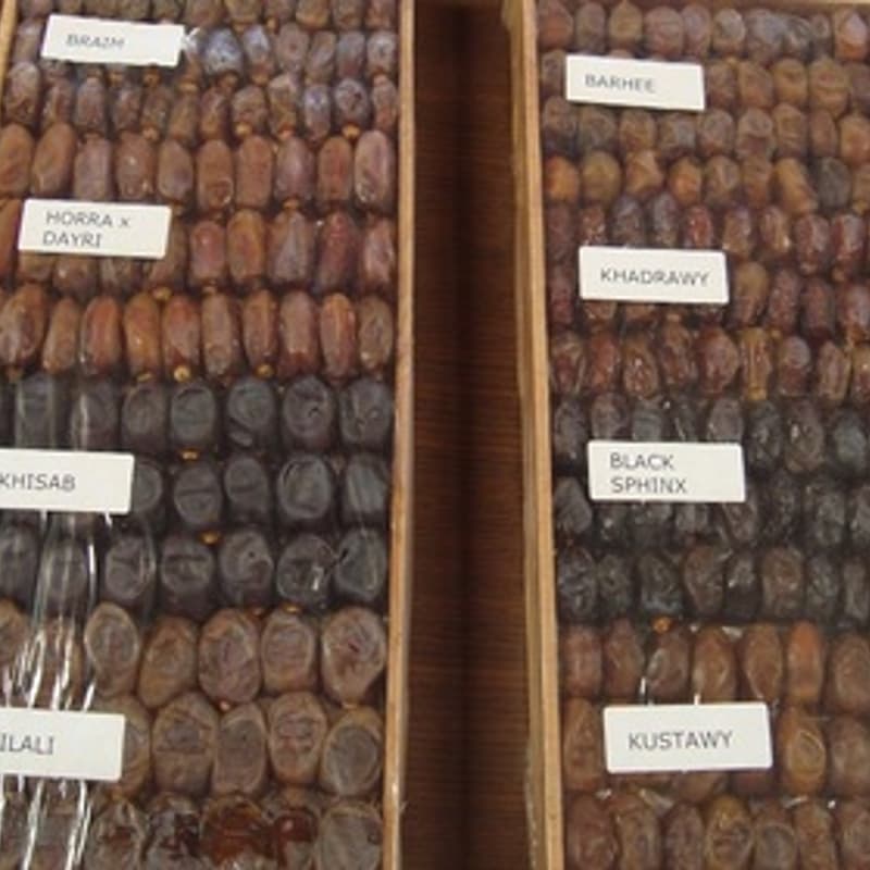 Cover Image for Date Harvest @ Polytechnic