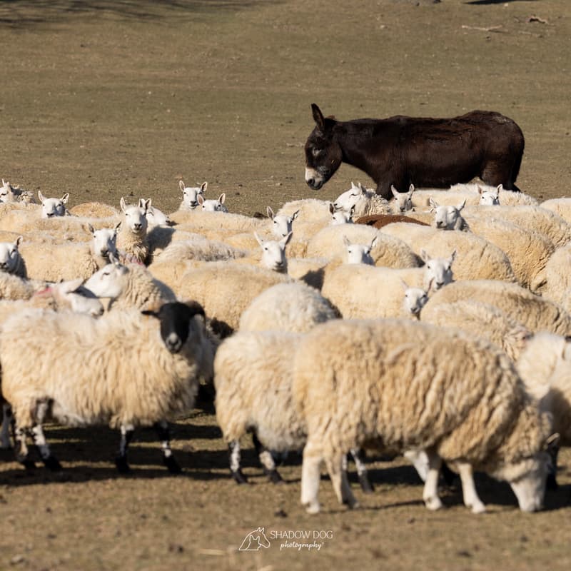 Cover Image for Wisconsin: 2026 Nippersink or Swim Sheepdog Trial