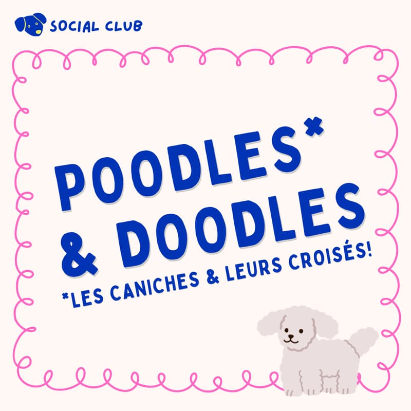 Cover Image for đ© POODLES & DOODLES PARTY!