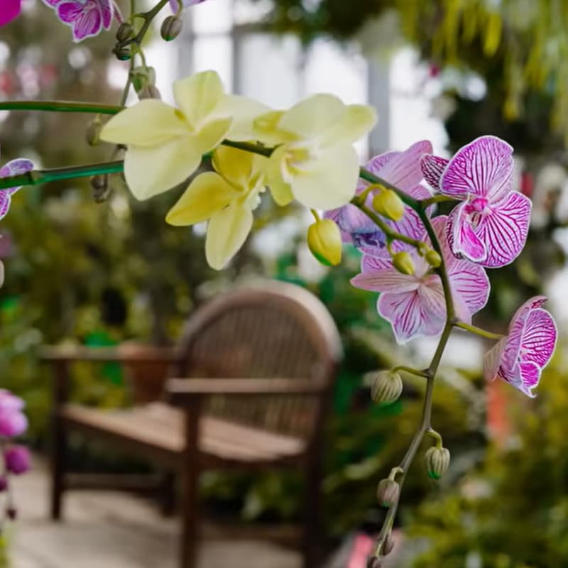 Cover Image for Royal Botanical Garden Burlington – Floral showcase & short Hike 2km+