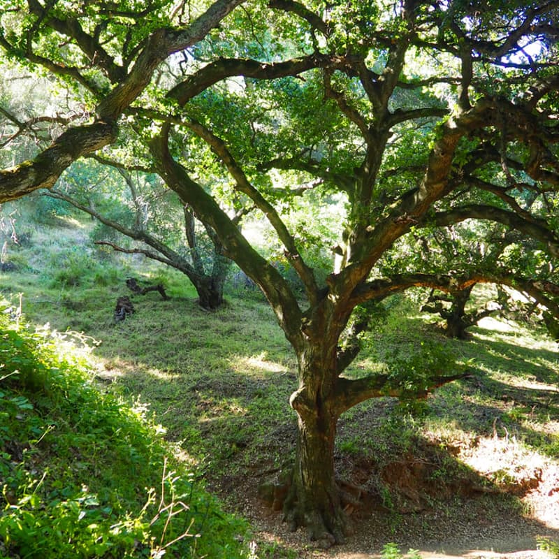 Cover Image for 🌿 Ridges & Ravines: Pleasanton Ridge Adventure 🥾