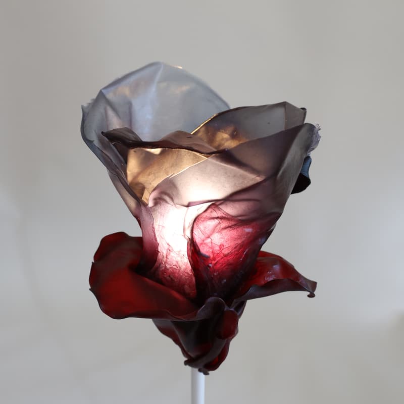 Cover Image for Crafting Bioplastics Demo