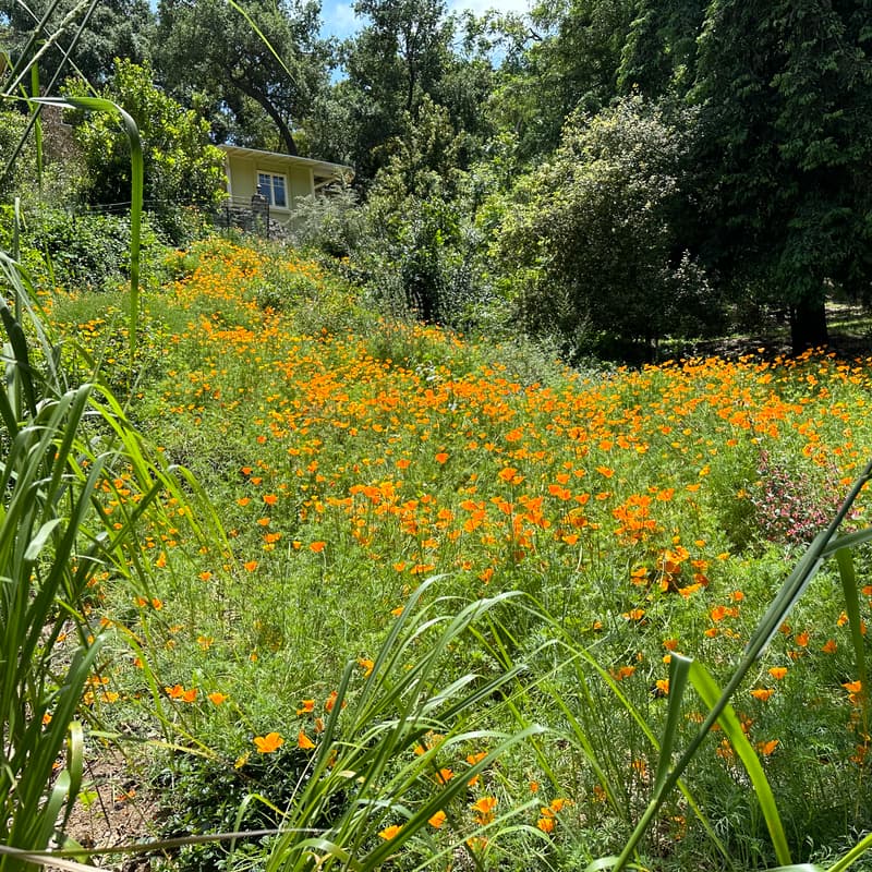 Cover Image for Hyperlocal Trees, Shrubs, and Groundcovers for Successful Laurel Canyon Gardens with California Native Expert Terry Huang
