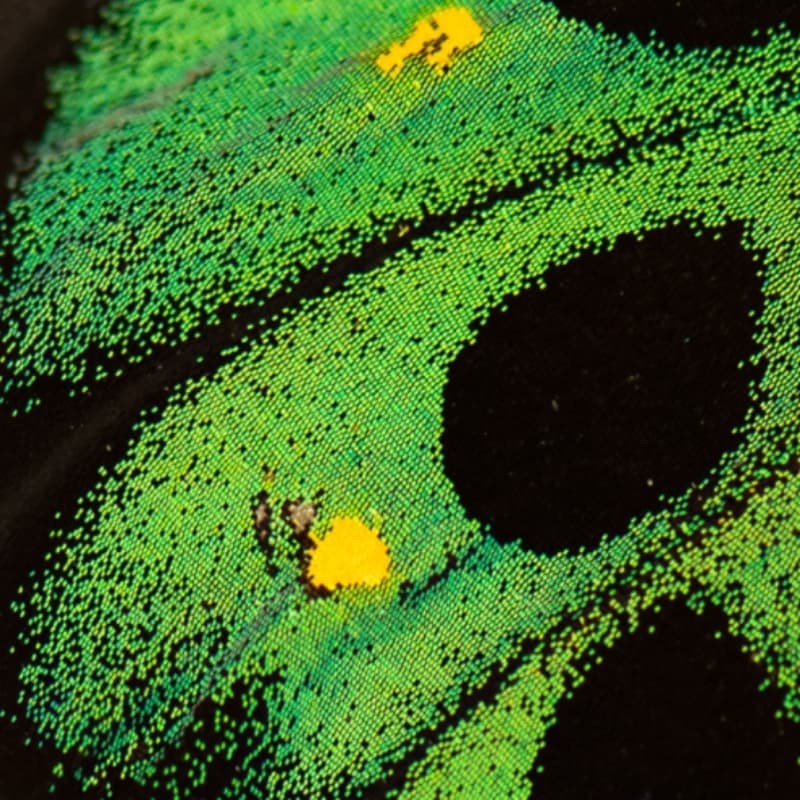 Cover Image for Bio-inspired Color: Innovators Roundtable
