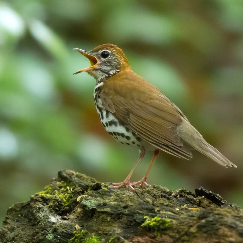 Cover Image for Birding in DC with American Bird Conservancy