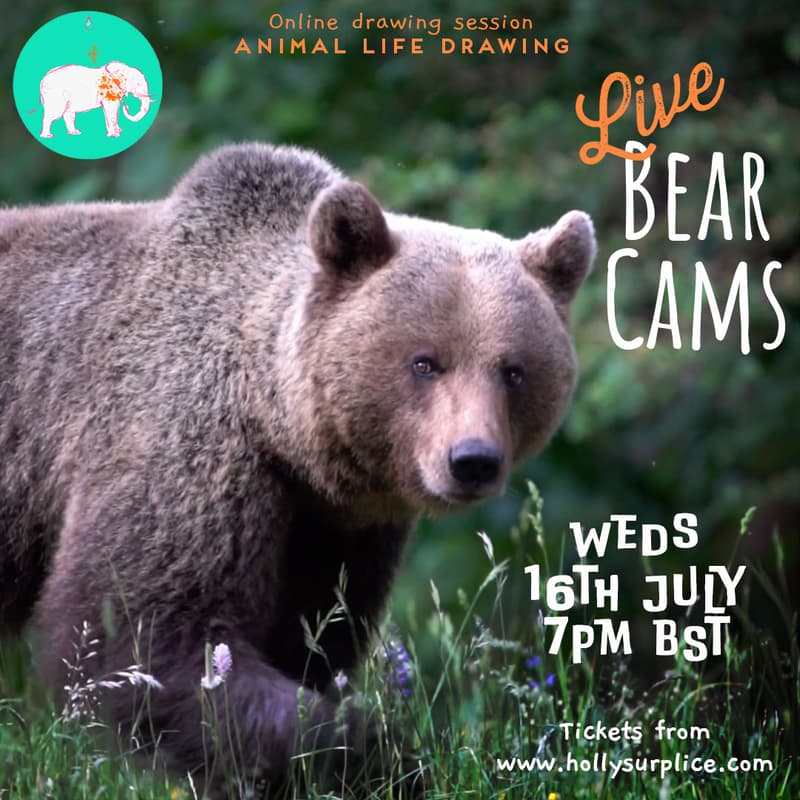 Cover Image for Live Bear Cams