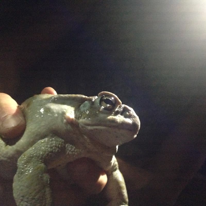 Cover Image for 5-MeO-DMT & your haircut