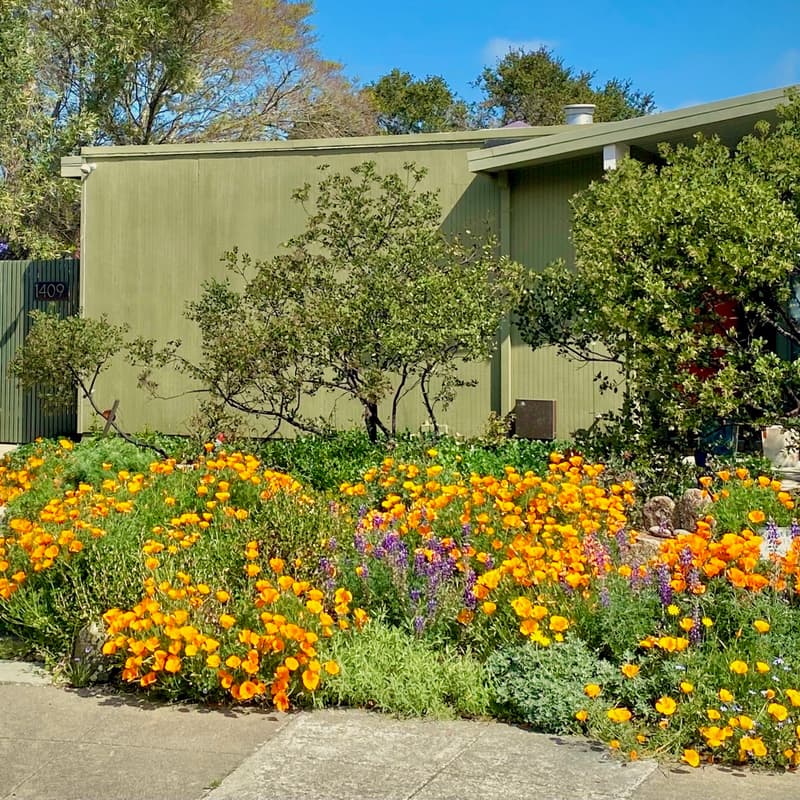 Cover Image for CCL San Mateo Chapter Meeting + Garden Social