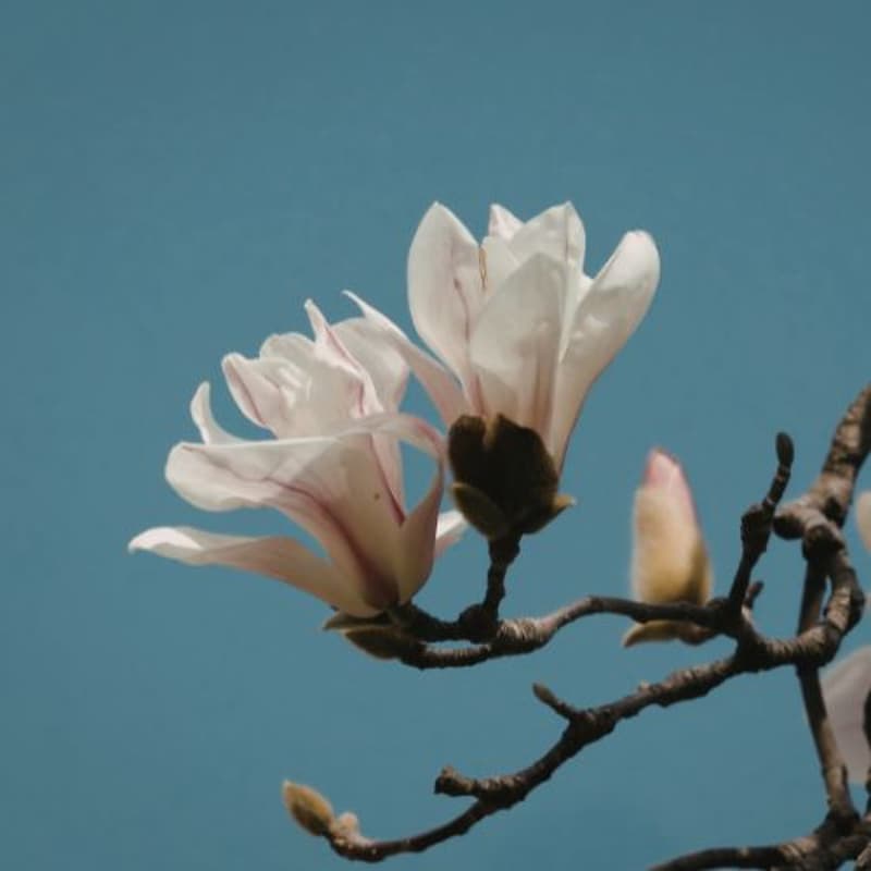 Cover Image for Climate Hope Lab's April Social