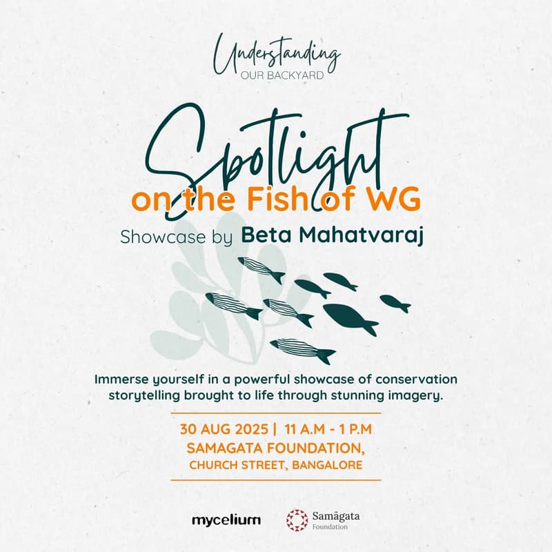 Cover Image for Spotlight on: Fish of the WG