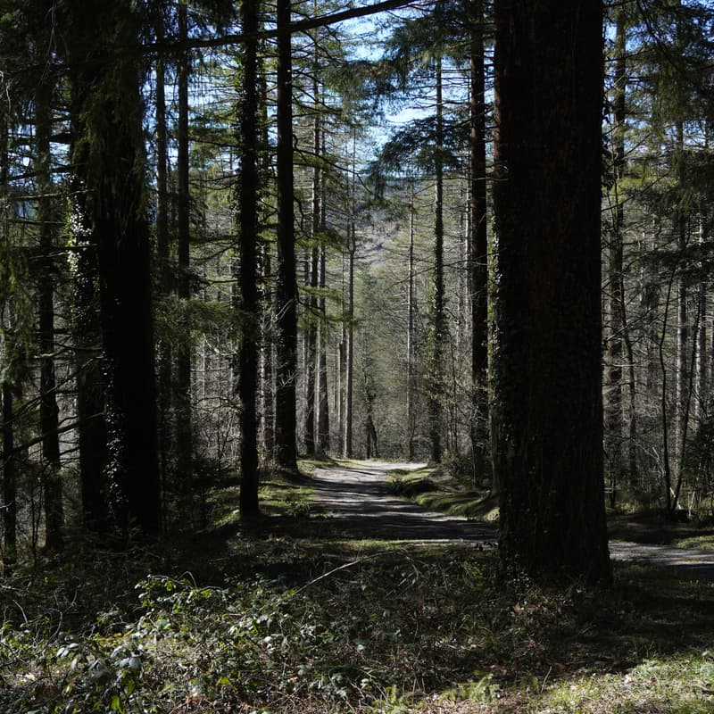 Cover Image for Laboratorio de Conexión: Desierto de los Leones
