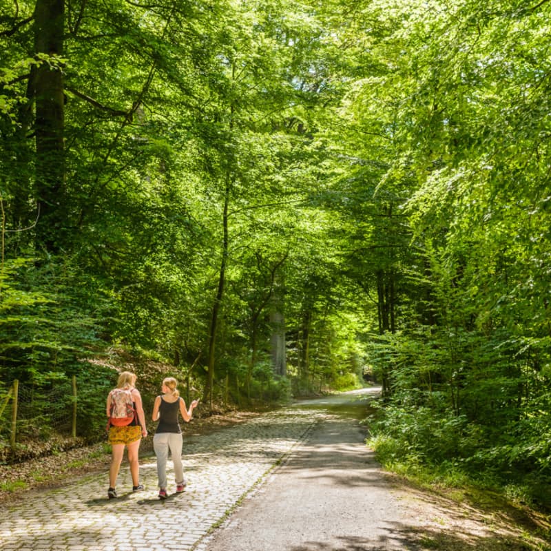 Cover Image for Early morning walk in the forest