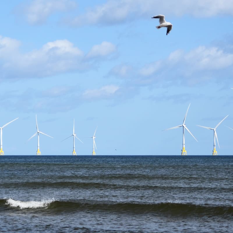 Cover Image for Investing in action, paying for inaction: From climate and biodiversity crisis to nature-friendly offshore wind and grids