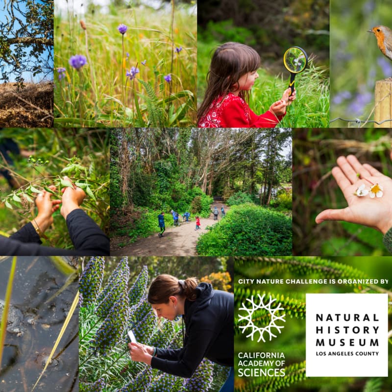 Cover Image for Glen Canyon Park BioBlitz: City Nature Challenge Event