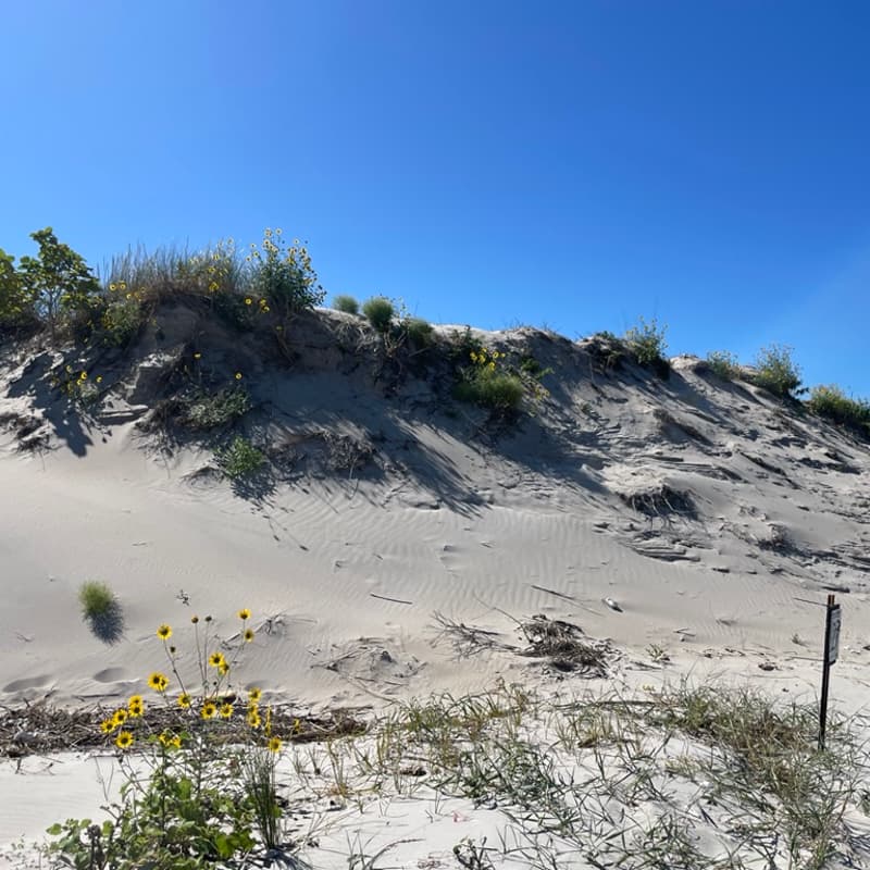 Cover Image for February Beach Clean-Up