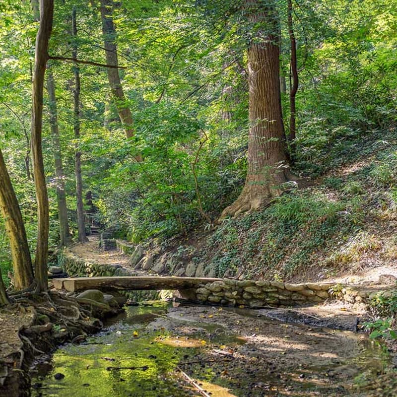 Cover Image for Public Volunteer Event at Dumbarton Oaks Park