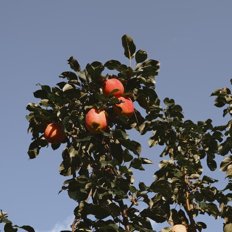 Cover Image for Wicker Apple Picker