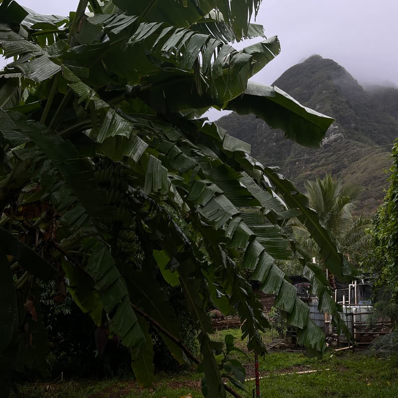 Cover Image for NYC Hui's for Hawai'i Fundraiser