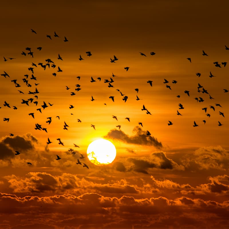 Cover Image for CSCSC 25: Complex Systems and Contemplative Studies Conference