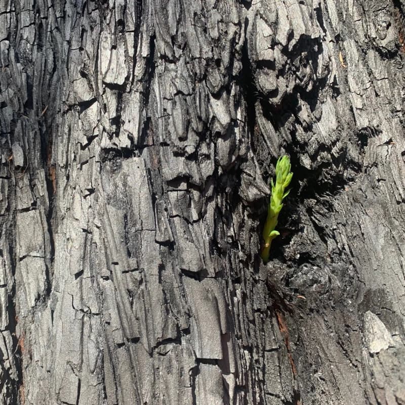 Cover Image for Parents Against the Future