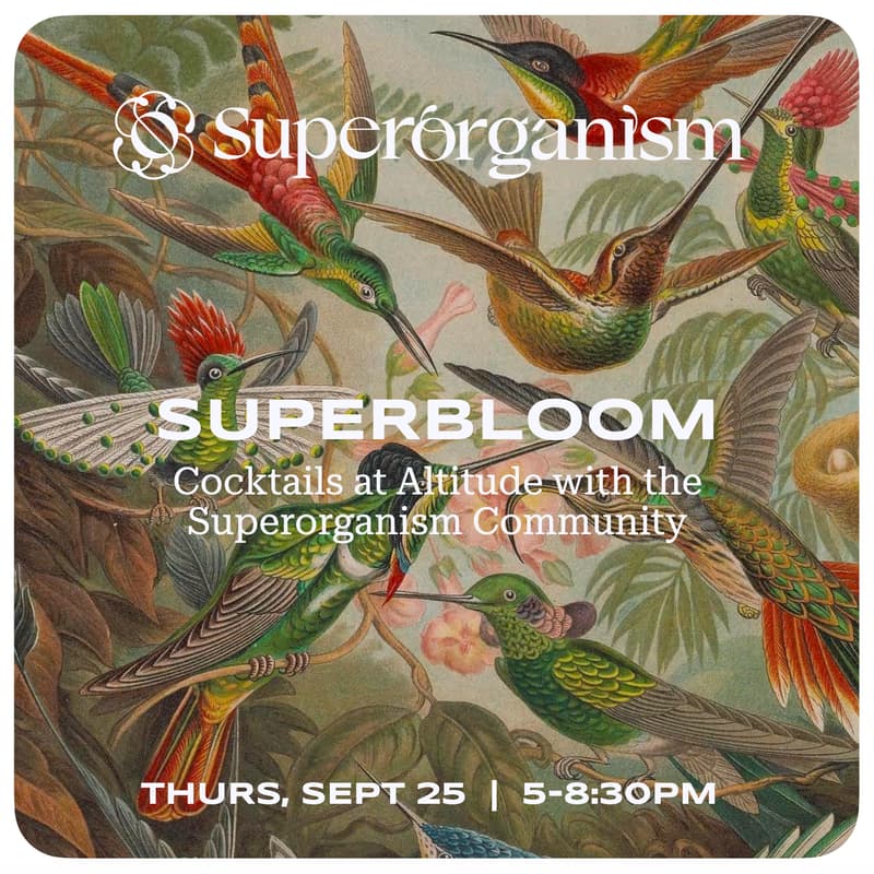 Cover Image for Superbloom: Rooftop Cocktails with Superorganism