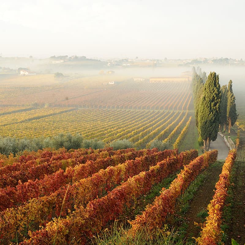 Cover Image for Mettiamo in moto il paesaggio