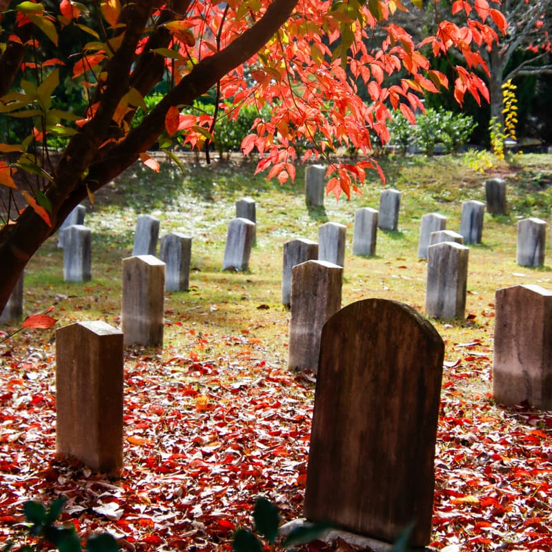 Cover Image for Death Is Life, Too